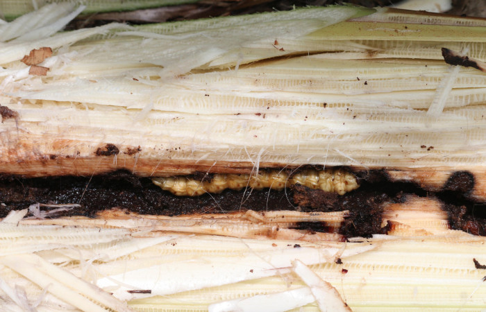 Figura 10. Túnel de minador <i>Amauta procera</i></i> (Castniidae) último estadio, Planta Hospedera <i>Musa acuminata</i></i> (introduced),
Sector San Cristóbal, Puente Palma. Foto. Carolina Cano Junio 2019.