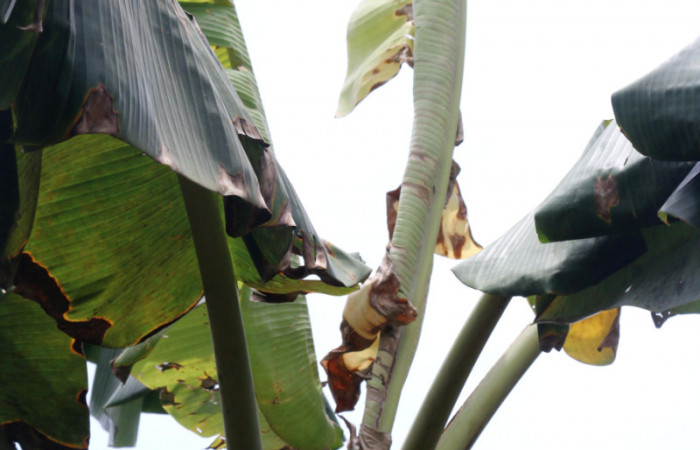 Figura 11. Planta Hospedera <i>Musa acuminata</i></i> (introduced), de larva <i>Amauta procera</i></i> (Castniidae) Sector San Cristóbal, Puente Palma. Foto. Carolina Cano Junio 2019.
