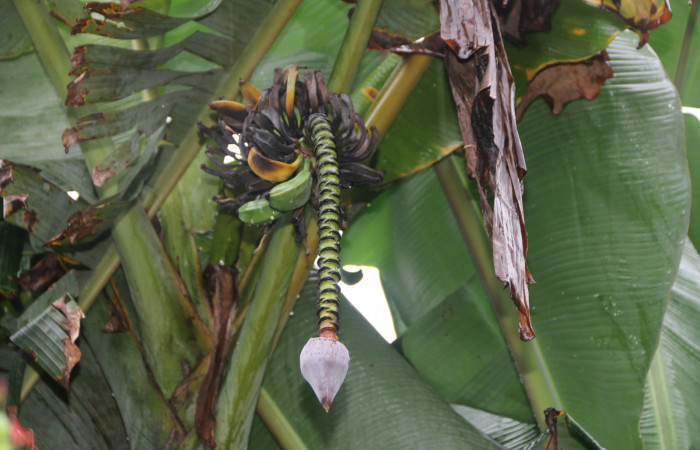 Figura 12. Fruta de <i>Musa acuminata</i></i> (introduced) planta Hospedera de larva <i>Amauta procera</i></i> (Castniidae), Sector San Cristóbal, Puente Palma.