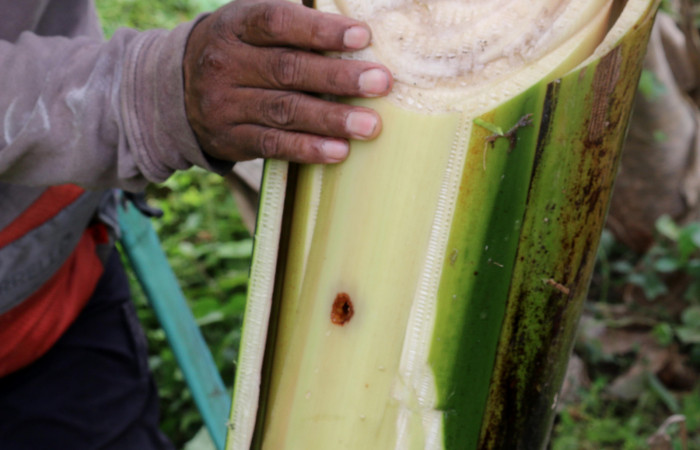 Figura 9. Hueco de minador <i>Amauta procera</i></i> (Castniidae) primer estadio, Planta Hospedera <i>Musa acuminata</i></i> (introduced),
Sector San Cristóbal, Puente Palma. Osvaldo Espinoza Parataxonomo. Foto. Carolina Cano Junio 2019.