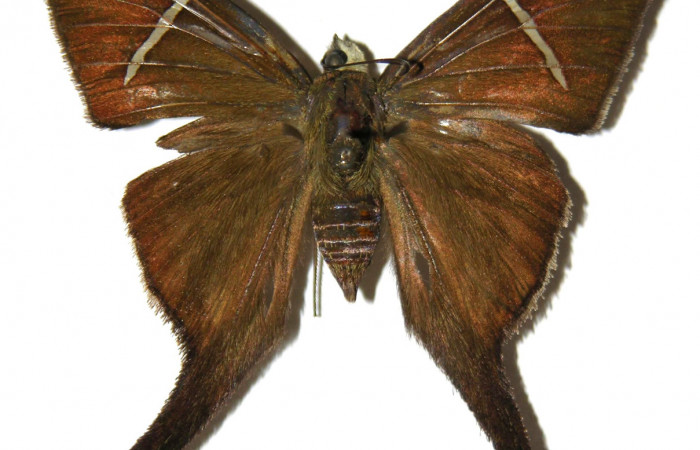 Figura 1. Adulto de <i>Spicauda teleus</i></i> (Hesperiidae), vista dorsal, localidad Casa Uno, Sector El Hacha ACG (280m). Voucher: 00-SRNP-4054-DHJ305488.jpg.