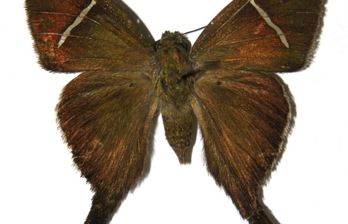 Figura 11. Adulto de <i>Spicauda teleus</i></i> (Hesperiidae), hembra vista dorsal, localidad Casa Uno, Sector El Hacha ACG (280m). Voucher: 00-SRNP-4055-DHJ305486.jpg.