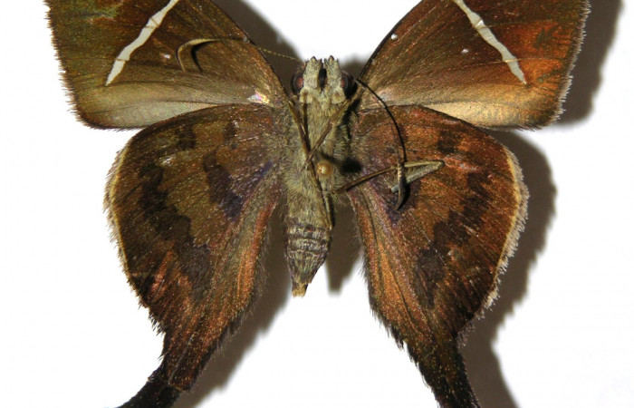 Figura 12. Adulto de <i>Spicauda teleus</i></i> (Hesperiidae), hembra vista ventral, localidad Casa Uno, Sector El Hacha ACG (280m). Voucher: 00-SRNP-4055-DHJ305487.jpg.