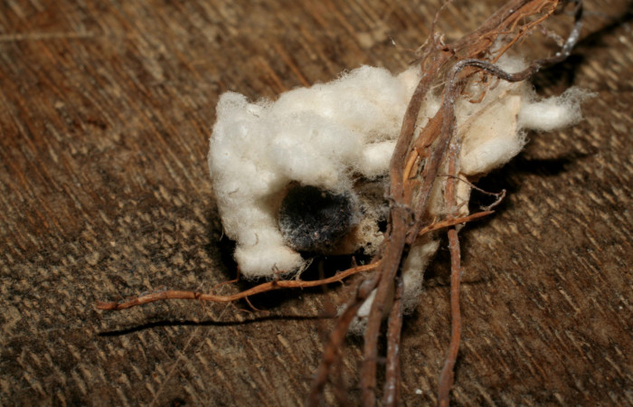 Figura 17. Capullos de parásitos <i>Apanteles wadyobandoi</i></i> (Braconidae) que ataca <i>Spicauda teleus</i></i> (Hesperiidae), localidad Ingas, Sector Pitilla ACG (580m). Voucher: 04-SRNP-31119-DHJ415279.jpg.