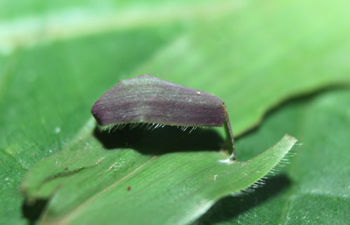 Figura 4. Casa de <i>Spicauda teleus</i></i> (Hesperiidae), vista dorsal, localidad Medrano, Estación Biológica Quica Sector Pitilla ACG (380m). Voucher: 15-SRNP-72619-DHJ732286.jpg.