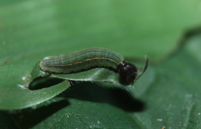Figura 5. Larva <i>Spicauda teleus</i></i> (Hesperiidae), tercer estadío (PPU) vista lateral, localidad Medrano, Estación Biológica Quica Sector Pitilla ACG (380m). Voucher: 15-SRNP-72619-DHJ732290.jpg.