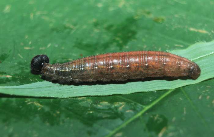 Figura 15. Larva <i>Spicauda teleus</i></i> (Hesperiidae), vista parásitos dentro de la cutícula, <i>Apanteles wadyobandoi</i></i> (Braconidae), localidad Medrano, Estación Biológica Quica Sector Pitilla ACG (380m). Voucher: 15-SRNP-72619-DHJ732405.jpg.