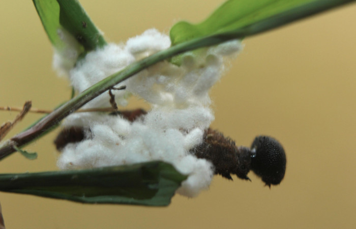 Figura 16. Capullos de parásitos <i>Apanteles wadyobandoi</i></i> (Braconidae) que ataca <i>Spicauda teleus</i></i> (Hesperiidae), localidad Medrano, Estación Biológica Quica Sector Pitilla ACG (380m). Voucher: 15-SRNP-72619-DHJ732439.jpg.