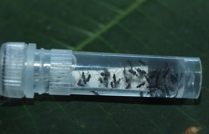 Figura 18. Adultos de parásitos <i>Apanteles wadyobandoi</i></i> (Braconidae) que ataca Spicauda teleus (Hesperiidae), localidad Medrano, Estación Biológica Quica Sector Pitilla ACG (380m). Voucher: 15-SRNP-72619-DHJ732464.jpg.