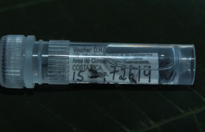 Figura 19. Adultos de parásitos <i>Apanteles wadyobandoi</i></i> (Braconidae) que ataca Spicauda teleus (Hesperiidae), localidad Medrano, Estación Biológica Quica Sector Pitilla ACG (380m). Voucher: 15-SRNP-72619-DHJ732466.jpg.