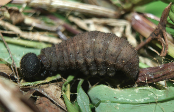 Figura 8. Larva <i>Spicauda teleus</i></i> (Hesperiidae), en estado de prepupa vista lateral, localidad Medrano, Estación Biológica Quica Sector Pitilla ACG (380m). Voucher: 16-SRNP-70002-DHJ732482.jpg.