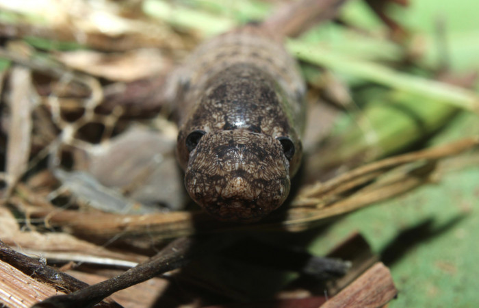 Figura 10. Pupa de <i>Spicauda teleus</i></i> (Hesperiidae), vista frontal, localidad Medrano, Estación Biológica Quica Sector Pitilla ACG (380m). Voucher: 16-SRNP-70002-DHJ732505.jpg.