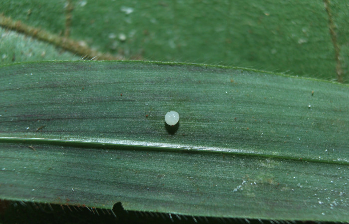 Figura 2. Huevo de larva <i>Spicauda teleus</i></i> (Hesperiidae), localidad Medrano, Estación Biológica Quica Sector Pitilla ACG (380m). Voucher: 16-SRNP-70122-DHJ732440.jpg.