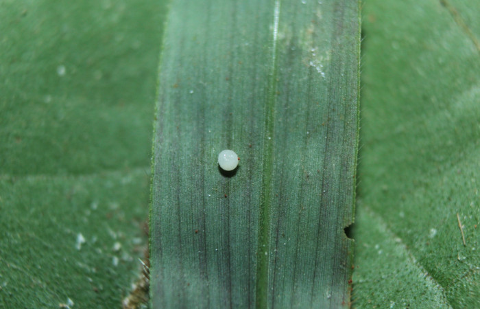 Figura 3. Huevo de larva <i>Spicauda teleus</i></i> (Hesperiidae), localidad Medrano, Estación Biológica Quica Sector Pitilla ACG (380m). Voucher: 16-SRNP-70122-DHJ732443.jpg.