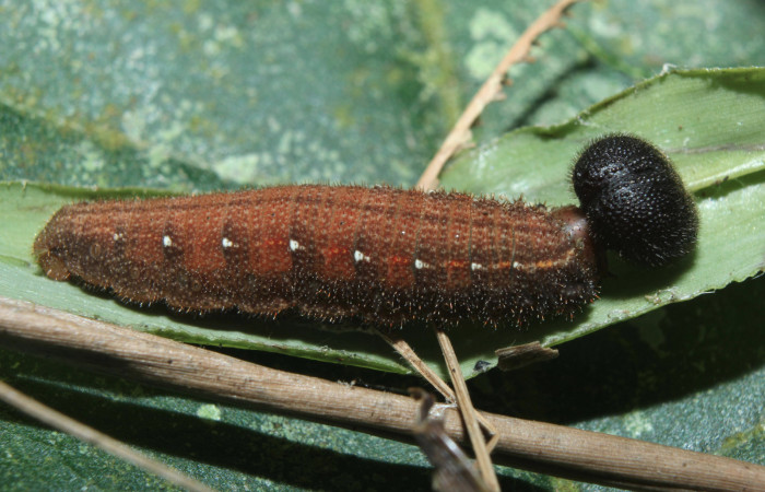 Figura 6. Larva <i>Spicauda teleus</i></i> (Hesperiidae), penùltimo estadío (PU) vista lateral, localidad Medrano, Estación Biológica Quica Sector Pitilla ACG (380m). Voucher: 16-SRNP-70122-DHJ732534.jpg.