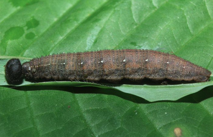 Figura 7. Larva <i>Spicauda teleus</i></i> (Hesperiidae), ùltimo estadío (U) vista lateral, localidad Medrano, Estación Biológica Quica Sector Pitilla ACG (380m). Voucher: 16-SRNP-70122-DHJ732550.jpg.