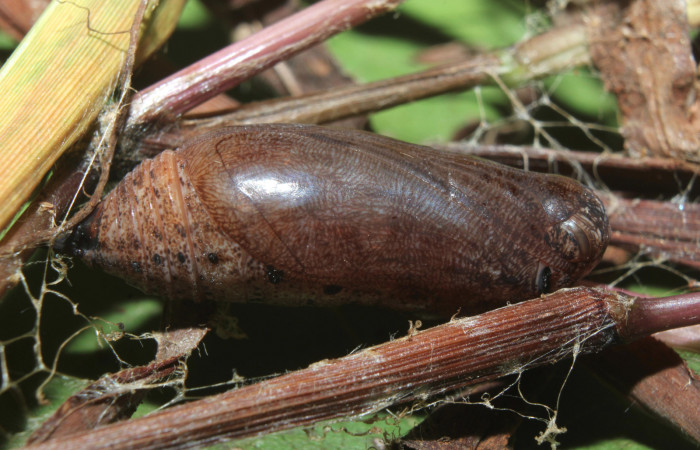 Figura 9. Pupa de <i>Spicauda teleus</i></i> (Hesperiidae), vista dorsal, localidad Medrano, Estación Biológica Quica Sector Pitilla ACG (380m). Voucher: 16-SRNP-70122-DHJ732664.jpg.