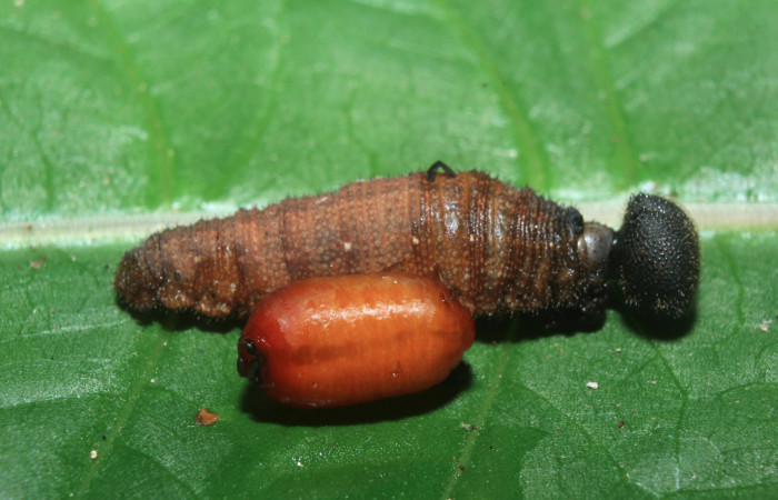 Figura 21. Larva <i>Spicauda teleus</i></i> (Hesperiidae), vista pupario de parásito <i>Hyposter</i></i> INB-42DHJ08 (Tachinidae), localidad Medrano, Estación Biológica Quica Sector Pitilla ACG (380m). Voucher: 16-SRNP-70386-DHJ732747.jpg.