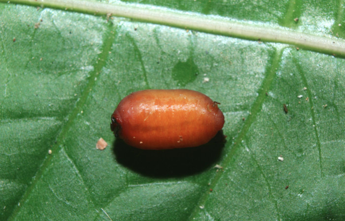 Figura 22. Pupario de parásito <i>Hyposter</i></i> INB-42DHJ08 (Tachinidae) que ataca <i>Spicauda teleus</i></i> (Hesperiidae), localidad Medrano, Estación Biológica Quica Sector Pitilla ACG (380m). Voucher: 16-SRNP-70386-DHJ732753.jpg.