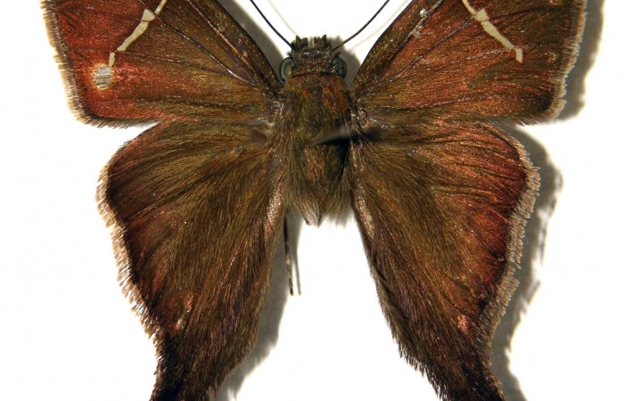 Figura 13. Adulto de <i>Spicauda teleus</i></i> (Hesperiidae), macho vista dorsal, localidad Vado Nisperal, Sector Santa Rosa ACG (10m). Voucher: 97-SRNP-3249-DHJ92046.jpg.