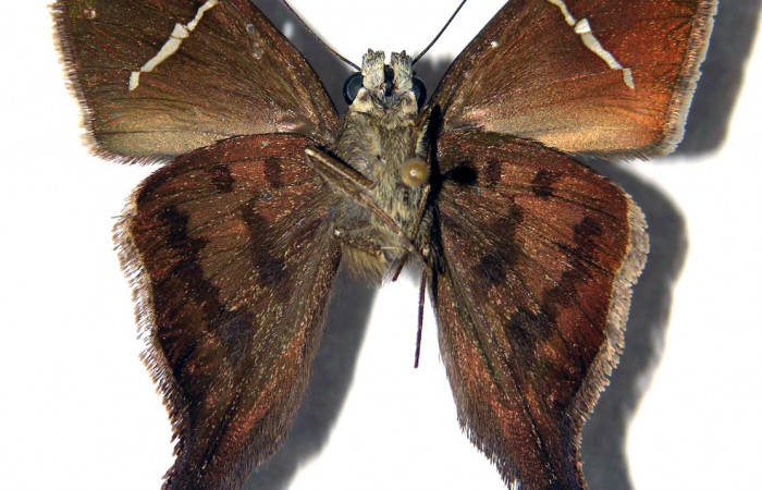 Figura 14. Adulto de <i>Spicauda teleus</i></i> (Hesperiidae), macho vista ventral, localidad Vado Nisperal, Sector Santa Rosa ACG (240m). Voucher: 97-SRNP-3249-DHJ92047.jpg.
