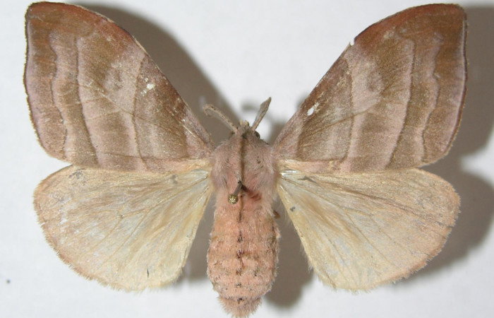 Figura 9. Adulto de <i>Sarsina purpurascens</i></i> (Erebidae), hembra vista dorsal, localidad Area Administrativa, Sector Santa Rosa (295m). Voucher: 09-SRNP-14200-DHJ508594.jpg.