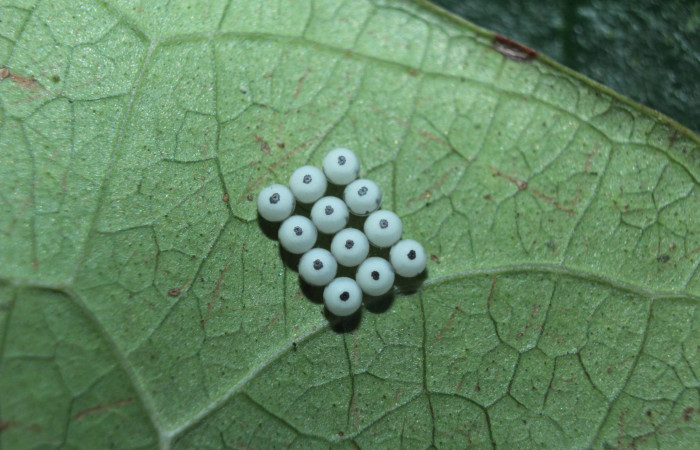 Figura 2. Huevos de <i>Sarsina purpurascens</i></i> (Erebidae), vista dorsal, localidad Estación Biológica Quica Sector Pitilla ACG (470m). Voucher:15-SRNP-70376-DHJ726918.jpg.