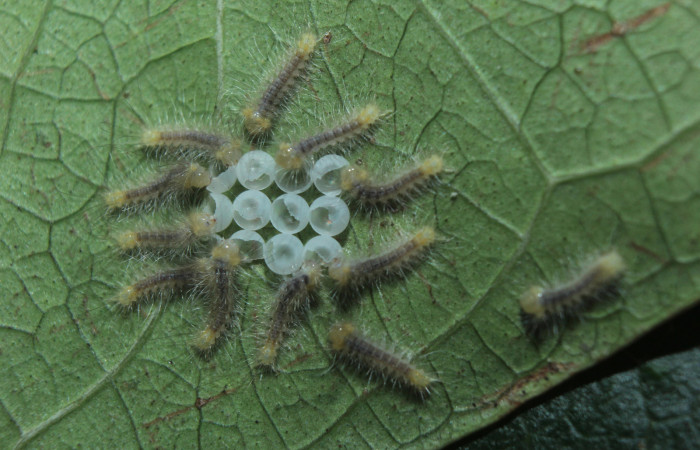 Figura 3. Larvitas <i>Sarsina purpurascens</i></i> (Erebidae),  primer estadío (I) vista dorsal, localidad Estación Biológica Quica, Sector Pitilla ACG (470m). Voucher: 15-SRNP-70376-DHJ726926.jpg.