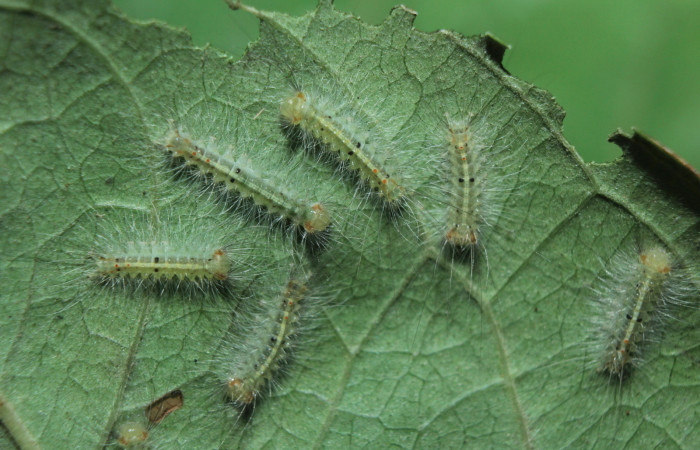 Figura 4. Larvitas <i>Sarsina purpurascens</i></i> (Erebidae), segundo estadío (II) vista dorsal, localidad Estación Biológica Quica, Sector Pitilla ACG (470m). Voucher: 15-SRNP-70376-DHJ727004.jpg.