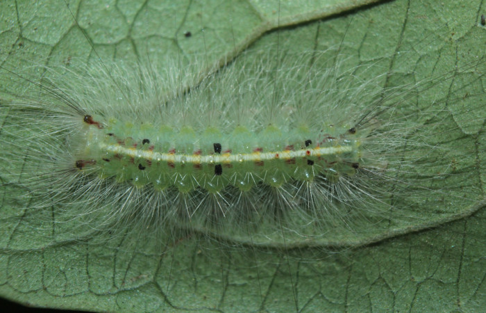 Figura 5. Larva <i>Sarsina purpurascens</i></i> (Erebidae), tercer estadío (PPU) vista dorsal, localidad Estación Biológica Quica, Sector Pitilla ACG (470m). Voucher: 15-SRNP-70376-DHJ727063.jpg.