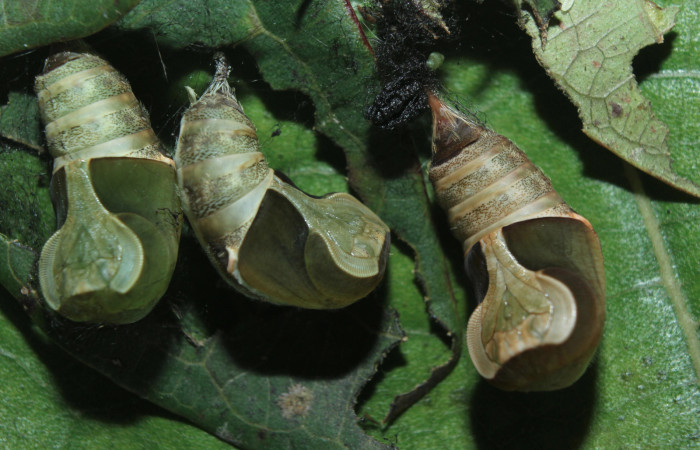 Figura 7. Pupas de <i>Sarsina purpurascens</i></i> (Erebidae), vista ventral, localidad Estación Biológica Quica, Sector Pitilla ACG (470m). Voucher: 15-SRNP-70376-DHJ727154.jpg.