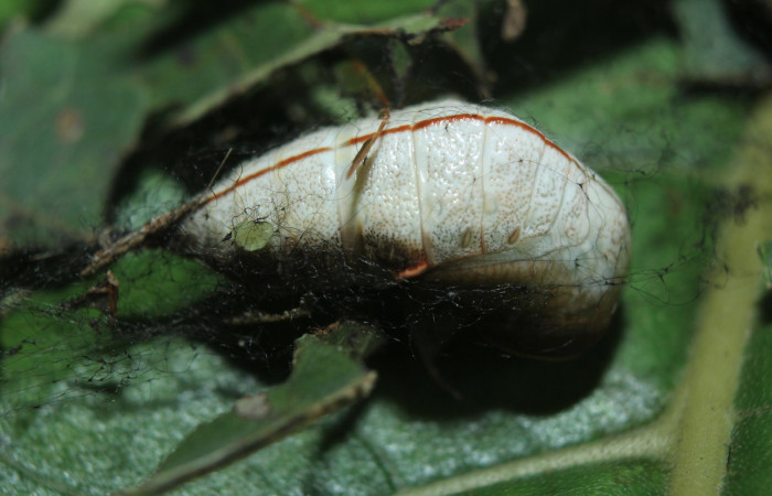 Figura 8. Pupa de <i>Sarsina purpurascens</i></i> (Erebidae), vista dorsal, localidad Estación Biológica Quica, Sector Pitilla ACG (470m). Voucher: 15-SRNP-70376-DHJ727158.jpg.