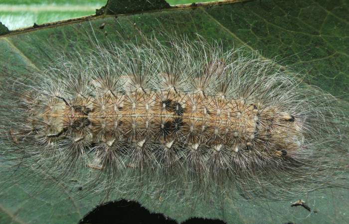Figura 6. Larva <i>Sarsina purpurascens</i></i> (Erebidae), último estadío (U) vista dorsal, localidad Estación Biológica Quica, Sector Pitilla ACG (470m). Voucher: 15-SRNP-70738-DHJ727221.jpg.