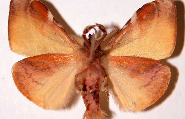 Figura 12. Adulto de <i>Sarsina purpurascens</i></i> (Erebidae), macho vista ventral, localidad Cafetal, Sector Santa Rosa ACG (280m). Voucher. 94-SRNP-309-DHJ33899.jpg.