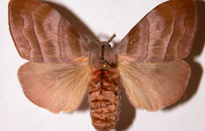 Figura 1. Adulto de <i>Sarsina purpurascens</i></i> (Erebidae), vista dorsal, localidad Area Administrativa Sector Santa Rosa ACG (295m). Voucher: 97-SRNP-2368.24-DHJ33896.jpg.