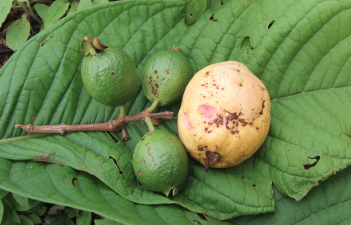 Figura 14. Mostrando frutos verdes y maduros de planta hospedera de larva <i>Sarsina purpurascens</i></i> (Erebidae), esta planta se llama <i>Psidium guajava</i></i> (Myrtaceae), localidad Estación Biológica Quica, Sector Pitilla ACG (470m), foto: Ricardo Calero 26 Junio 2015.