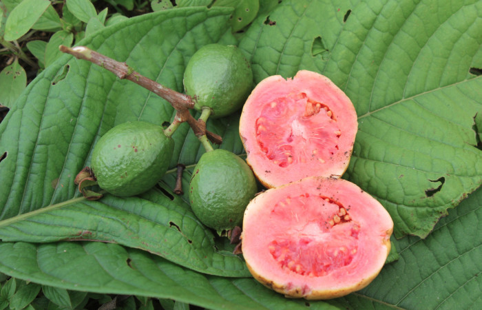 Figura 15. Mostrando frutos verdes y maduros de planta hospedera de larva <i>Sarsina purpurascens</i></i> (Erebidae), esta planta se llama <i>Psidium guajava</i></i> (Myrtaceae), localidad Estación Biológica Quica, Sector Pitilla ACG (470m), foto: Ricardo Calero 26 Junio 2015.