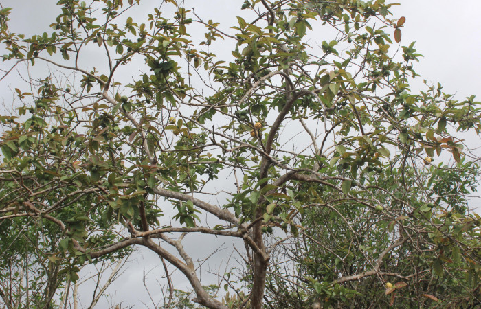 Figura 13. Planta hospedera de larva <i>Sarsina purpurascens</i></i> (Erebidae), esta planta se llama <i>Psidium guajava</i></i> (Myrtaceae), localidad Estación Biológica Quica, Sector Pitilla ACG (470m), foto: Ricardo Calero, 26 Junio 2015.