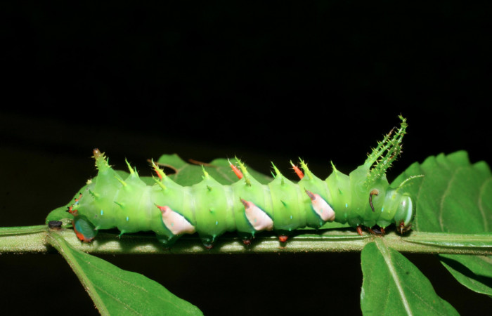 Figura 3. Larva <i>Adeloneivaia centrojason</i></i> (Saturniidae), penúltimo estadío (PU) vista lateral, localidad Sendero Juntas Sector Rincón Rain Forest ACG (400m). Voucher: 08-SRNP-41152-DHJ442312.jpg.