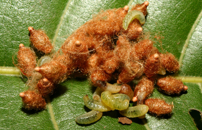 Figura 9. Parásitos <i>Meteorus</i></i> congregatusDHJ03 (Braconidae) que ataca <i>Adeloneivaia centrojason</i></i> (Saturniidae), localidad Charia Estación Quica Sector Pitilla ACG (530m). Voucher: 13-SRNP-70898-DHJ702578.jpg.