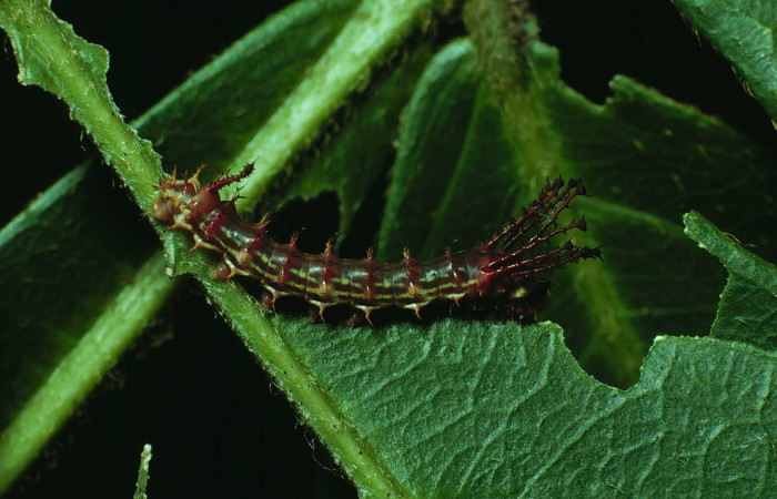 Figura 2. Larva <i>Adeloneivaia centrojason</i></i> (Saturniidae), tercer estadío (PPU), vista dorsal, localidad Estación Maritza Sector Orosí ACG (570m). Voucher: 86-SRNP-65-DHJ9522.jpg.