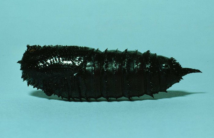 Figura 5. Pupa de <i>Adeloneivaia centrojason</i></i> (Saturniidae), vista lateral localidad Estación Maritza Sector Orosí ACG (570m). Voucher: 86-SRNP-65-DHJ9545.jpg. 