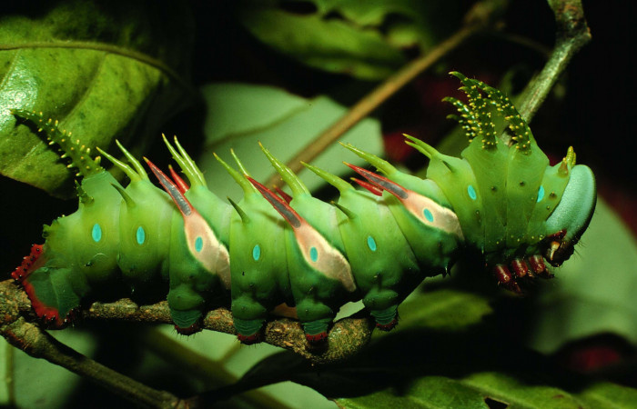 Figura 4. Larva <i>Adeloneivaia centrojason</i></i> (Saturniidae), ultimo estadío (U) vista lateral, localidad Vado Rio Cucaracho Sector San Cristóbal ACG (640m). Voucher: 97-SRNP-6255-DHJ43301.jpg.