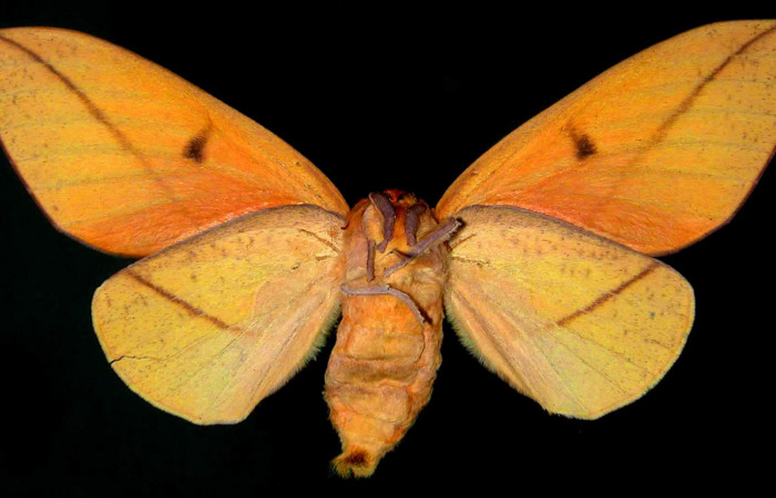 Figura 7. Adulto de <i>Adeloneivaia centrojason</i></i> (Saturniidae), hembra vista ventral, localidad Sendero Arenales Sector Cacao ACG (1080m). Voucher: 99-SRNP-1092-DHJ31017.jpg.