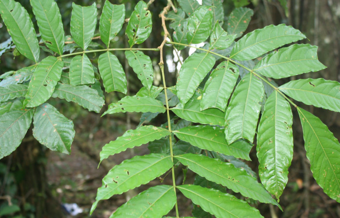 Figura 10. Planta hospedera de <i>Adeloneivaia centrojason</i></i> (Saturniidae), esta se llama <i>Inga samanensis</i></i> (Fabaceae), localidad Bullas Estación Quica Sector Pitilla ACG (440m).