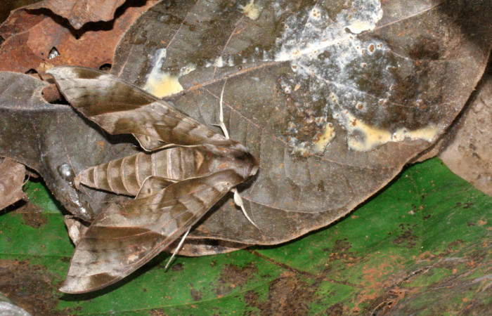 Figura 8. Adulto de <i>Eumorpha obliquus</i></i> (Sphingidae), vista dorsal, localidad Bullas Estación Quica Sector Pitilla ACG (440m). Voucher: 12-SRNP-70876-DHJ495381.jpg.