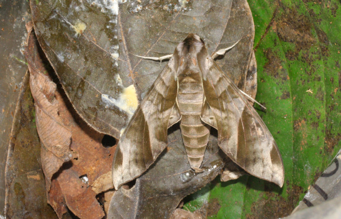 Figura 1. Adulto de <i>Eumorpha obliquus</i></i> (Sphingidae), vista dorsal, localidad Bullas Estación Quica Sector Pitilla ACG (440m). Voucher: 12-SRNP-70876-DHJ495383.jpg.

