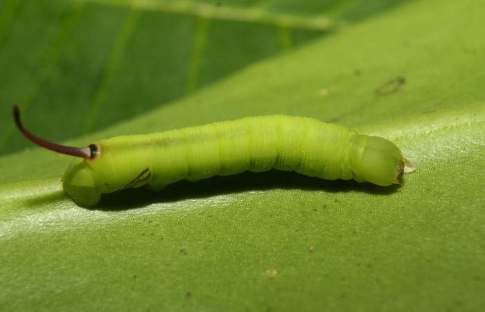 Figura 2. Larvita <i>Eumorpha obliquus</i></i> (Sphingidae) tercer estadío (PPU) vista dorsal, localidad Bullas Estación Quica Sector Pitilla ACG (440m). Voucher: 12-SRNP-70973- DHJ495255.jpg.

