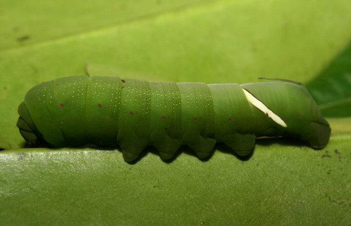 Figura 3. Larva <i>Eumorpha obliquus</i></i> (Sphingidae), penúltimo estadío (PU) vista lateral, localidad Bullas Estación Quica Sector Pitilla ACG (440m). Voucher: 12-SRNP-70973-DHJ495286.jpg.

