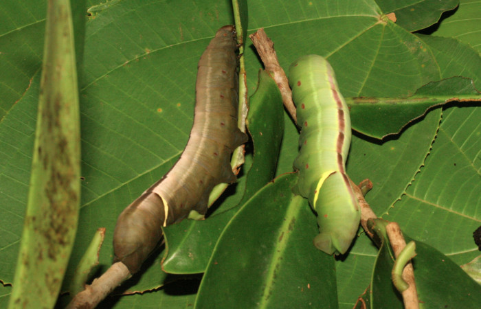 Figura 5. Larvas <i>Eumorpha obliquus</i></i> (Sphingidae), último estadío (U) vista dorsal, localidad Bullas Estación Quica Sector Pitilla ACG (440m). Voucher: 12-SRNP-70973-DHJ702276.jpg.